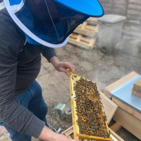 beekeeper looking at honey hive with bees