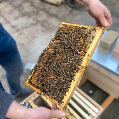 beekeeper looking at honey hive with bees