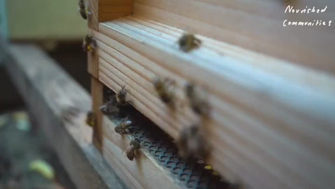 video of the process of collecting the honey