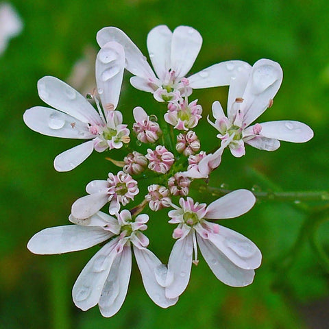Is coriander a herb or a spice?