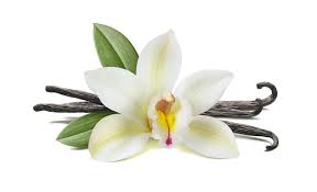 The Fascinating History and Benefits of Vanilla – Nourished Communities