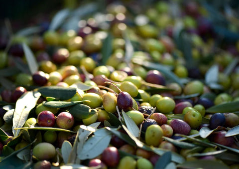 Is Taking Olive Oil Daily Good for You?
