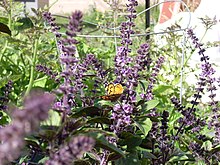 Basil