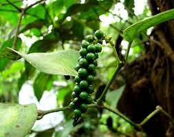 The Fascinating World of Pepper: From Ancient Currency to Health Booster