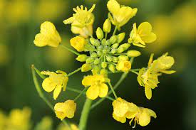 The Marvel of Mustard: Seeds, Greens, and History