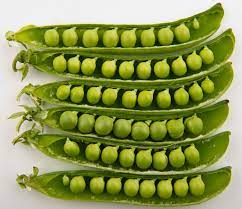 The Story of Peas: From Mendel’s Discoveries to Modern Love