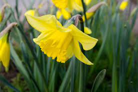 Celebrating Imbolg: The Celtic Spring and St. Brigid’s Feast Day