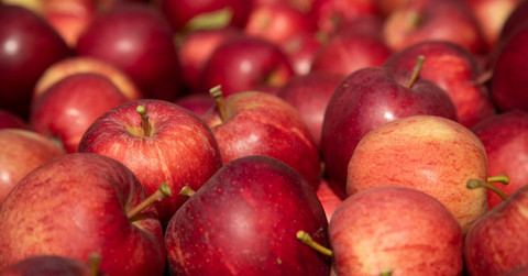 Fresh kent apples being harvested on owlet farm