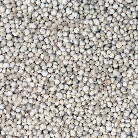 close up of white quinoa