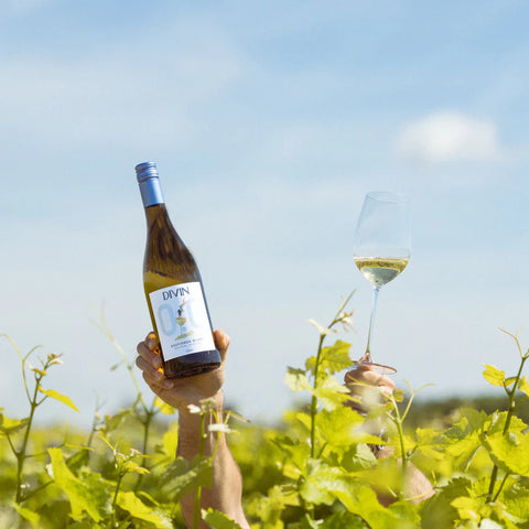 Person holding a bottle and glass of white wine in a vineyard