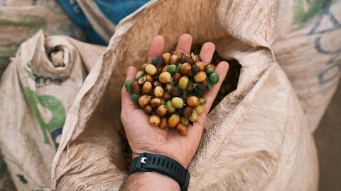 Handful of coffee beans for Wood St coffee
