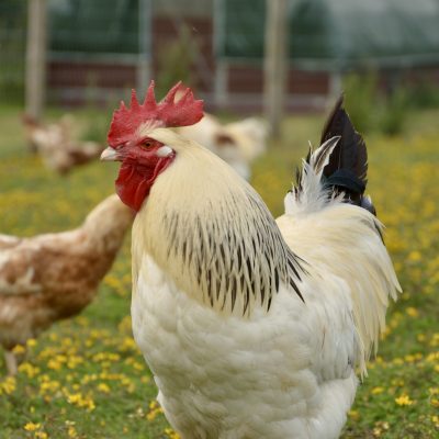Organic & Biodynamic Eggs (6) Orchard Eggs