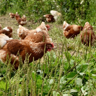 Organic & Biodynamic Eggs (6) Orchard Eggs