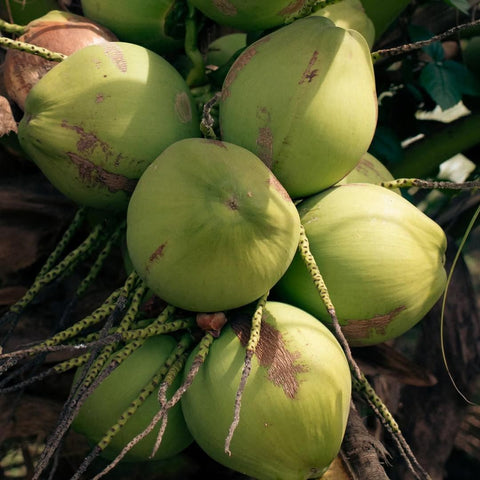 coconuts used to make fountain of youth coconut water 