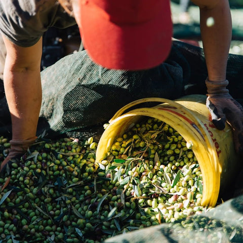 honest toil farmer packing olives in a bucket