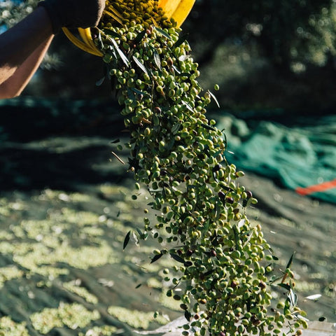 honest toil olives being poured for production 