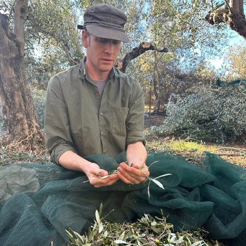 honest toil farmer looking at olive leaves