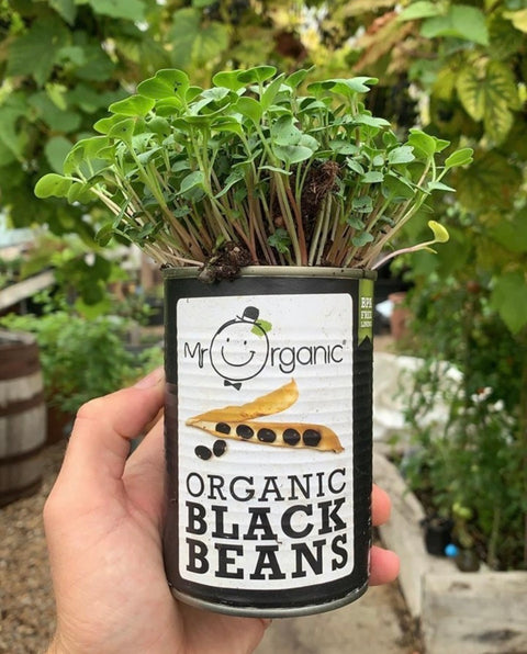 hand holding can of organic black beans in front of plants
