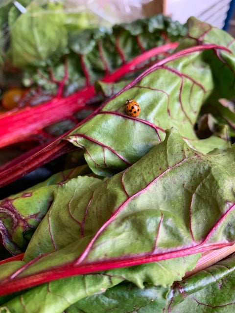Large Seasonal Vegetable Box (Organic)