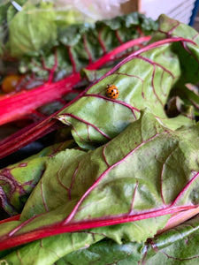 Medium Seasonal Vegetable Box: Organic practices Cambridge