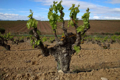 LUZADOR - 100% Garnacha (Organic)