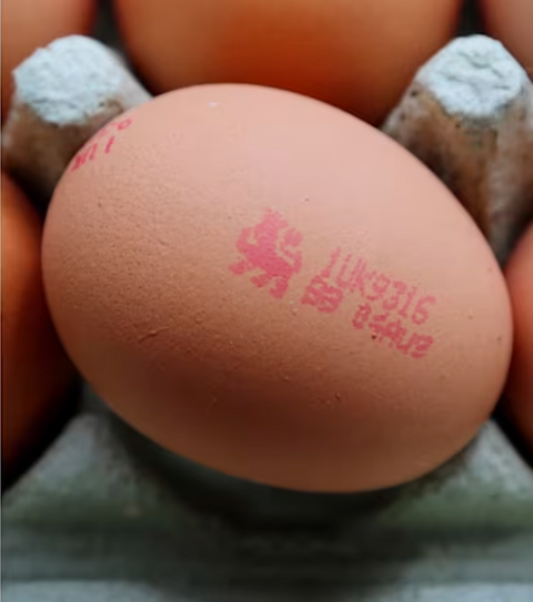 Organic & Biodynamic Eggs (6) Orchard Eggs
