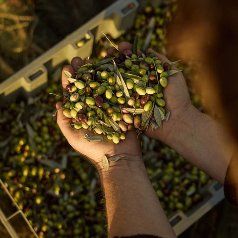 olives from two fields olive oil