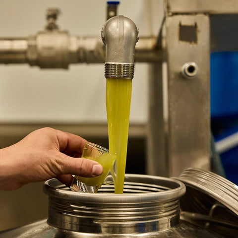 two fields olive oil during production 