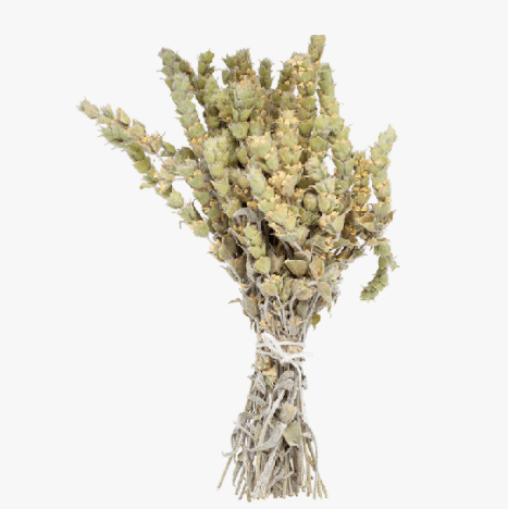 One bunch of greek mountain tea