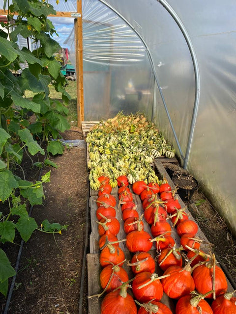 Large Seasonal Vegetable Box (Organic)
