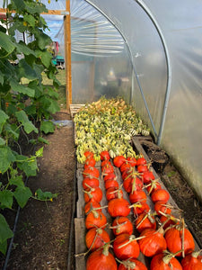 Large Seasonal Vegetable Box: Organic practices Cambridge