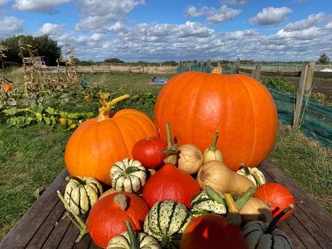 Large Seasonal Vegetable Box (Organic)