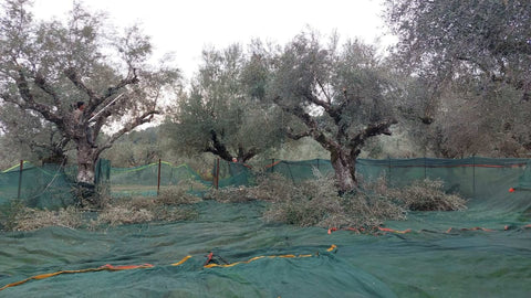 Oli Oli Extra Virgin Olive Oil 5L