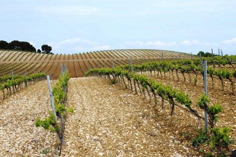 LUZADOR - 100% Garnacha (Organic)