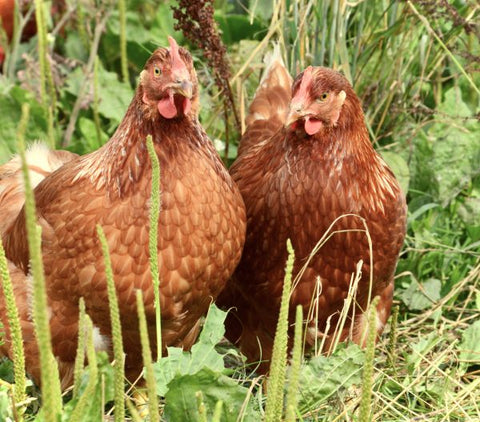 Organic & Biodynamic Eggs (6) Orchard Eggs