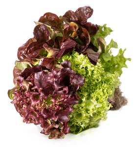 Trio Lettuce