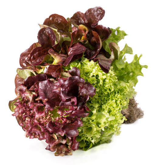 Trio Lettuce