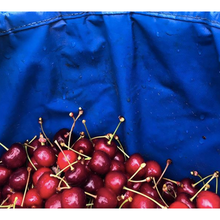Load image into Gallery viewer, Kent British Cherries
