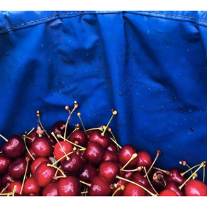 Kent British Cherries