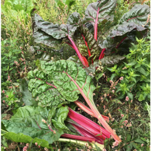 Load image into Gallery viewer, Rainbow Chard
