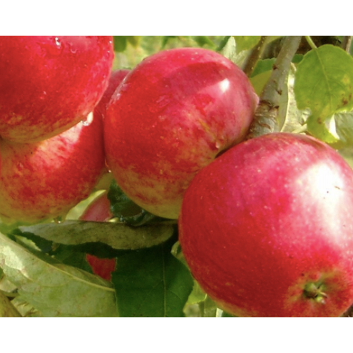 Worcester Apples
