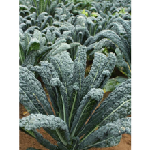 Load image into Gallery viewer, Cavalo Nero Bunch
