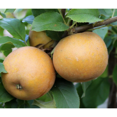 Egremont Russet Apples (out of season)