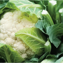 Load image into Gallery viewer, Kent Cauliflower
