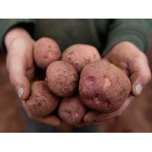 Load image into Gallery viewer, Mozart Red Potatoes
