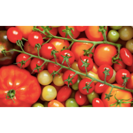 Isle of Wight Heritage Mixed Tomatoes