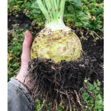 Load image into Gallery viewer, Kent Celeriac
