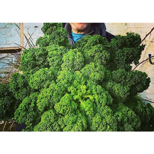 Organic Kale 300g