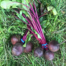 Load image into Gallery viewer, Vegetable Kent Beetroot 
