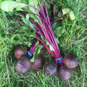 Beetroot with Tops